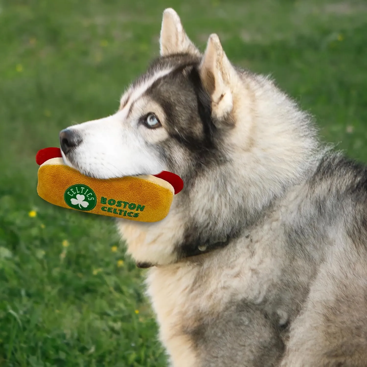 Pets First NBA Boston Celtics HOT Dog Plush Dog & CAT Squeak Toy - Cutest HOT-Dog Snack Plush Toy for Dogs & Cats with Inner Squeaker & Beautiful Basketball Team Name/Logo 8 x 5 x 3 Inches