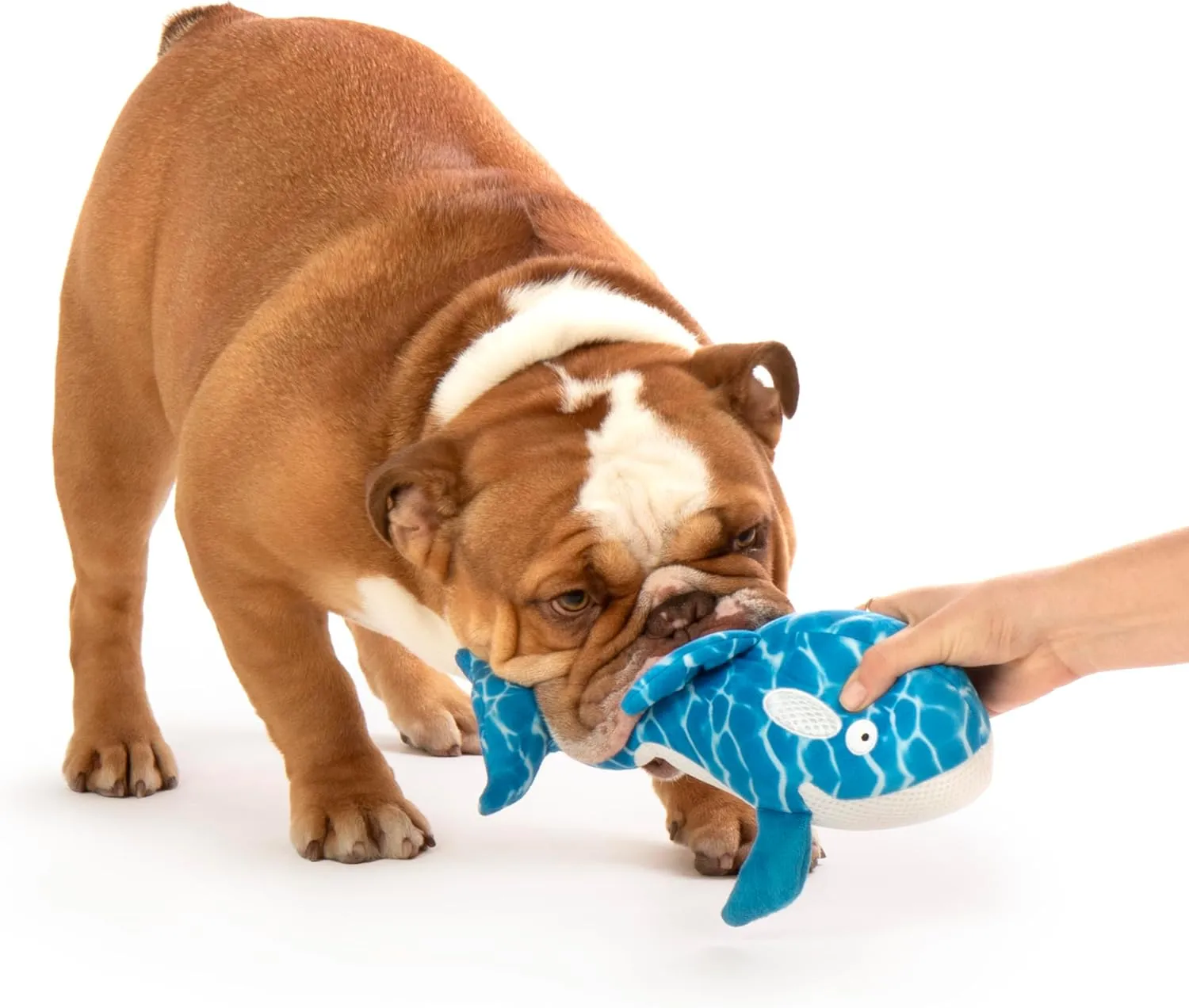 Strong 'N Silent Swimmer Soft Plush Orca Squeaker Chew Guard Dog Toy - Blue, Large